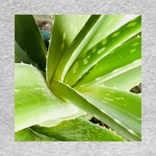 Aloe vera plant by BlackWhiteBeige